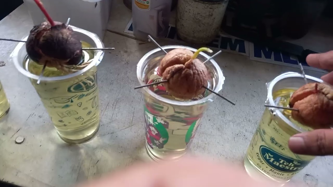 cara mudah pembibitan tanaman alpukat dari biji