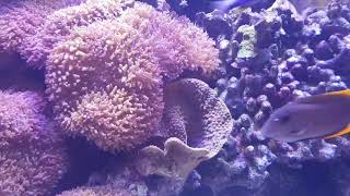 My DEVON REEF aquarium screenshot 2