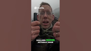 Duck Hunting! Fails Stalking Mallards and Duck Calls!