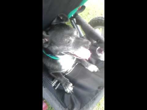 dog-in-baby-stroller