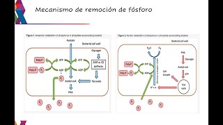 Remoción de fósforo