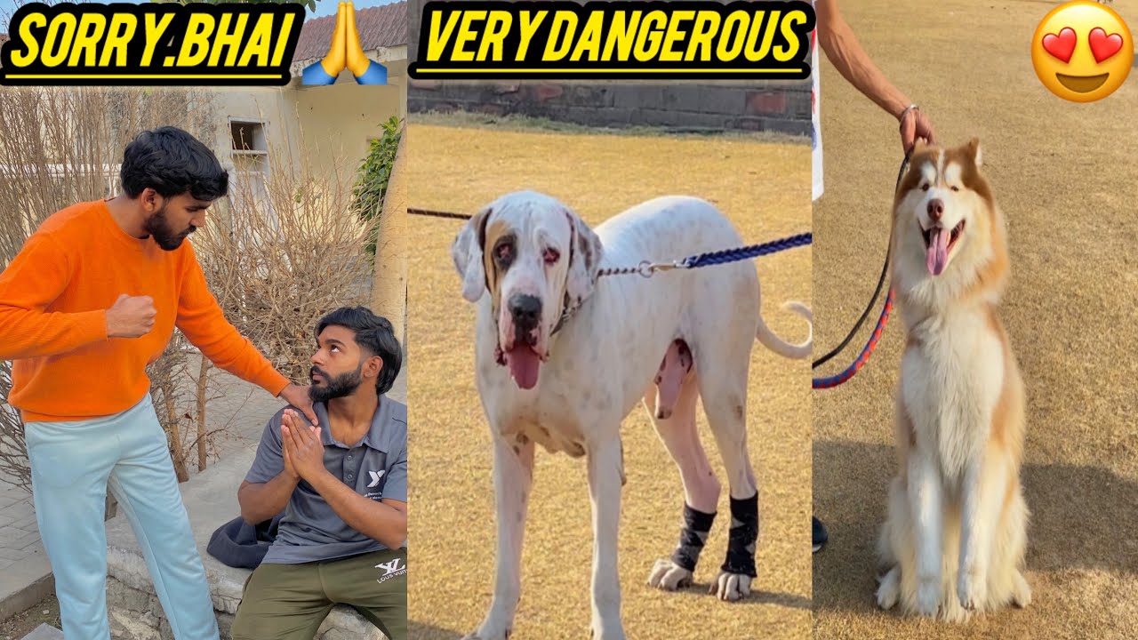 Dog Show Agriculture University…watch full vlog…..👍❤️….