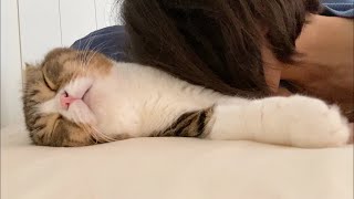 🐈爆睡中の猫なら猫吸いし放題説www