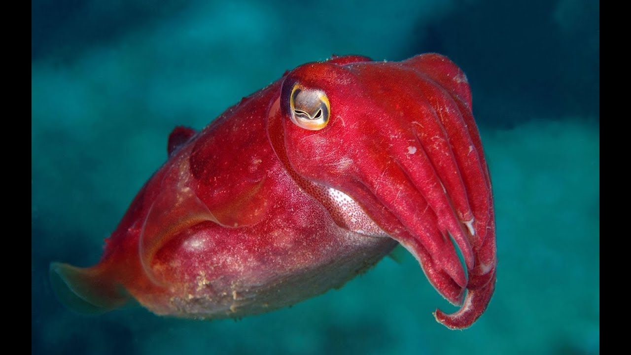 National Geographic Documentary - Cuttlefish - Wildlife Animal