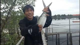 PEMANCINGAN IKAN BANDENG || BANG SUBUR KAMAL MUARA