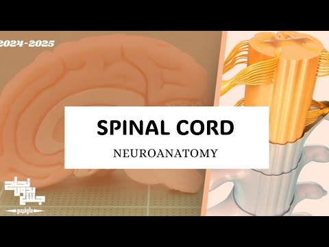 Spinal cord, Neuroanatomy, Lec 1 - YouTube