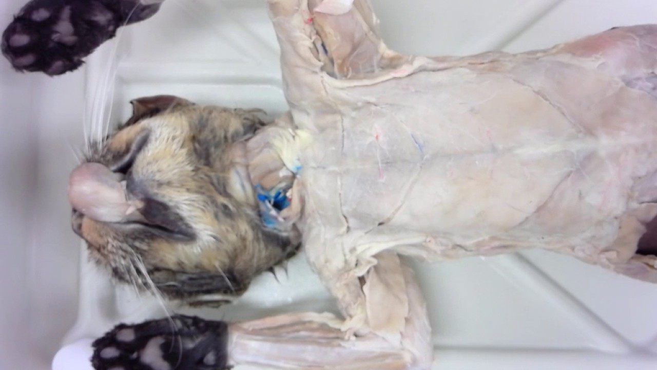 Cat Dissection: Practice Muscle Quiz II - YouTube