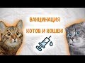 Вакцинация котов и кошек! Как правильно вакцинировать своего питомца!