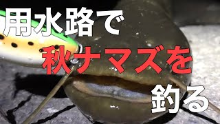 用水路で秋ナマズを釣る