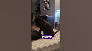 7 lazy days.                                     #lazydays #funny #cats #blackcat #boringday