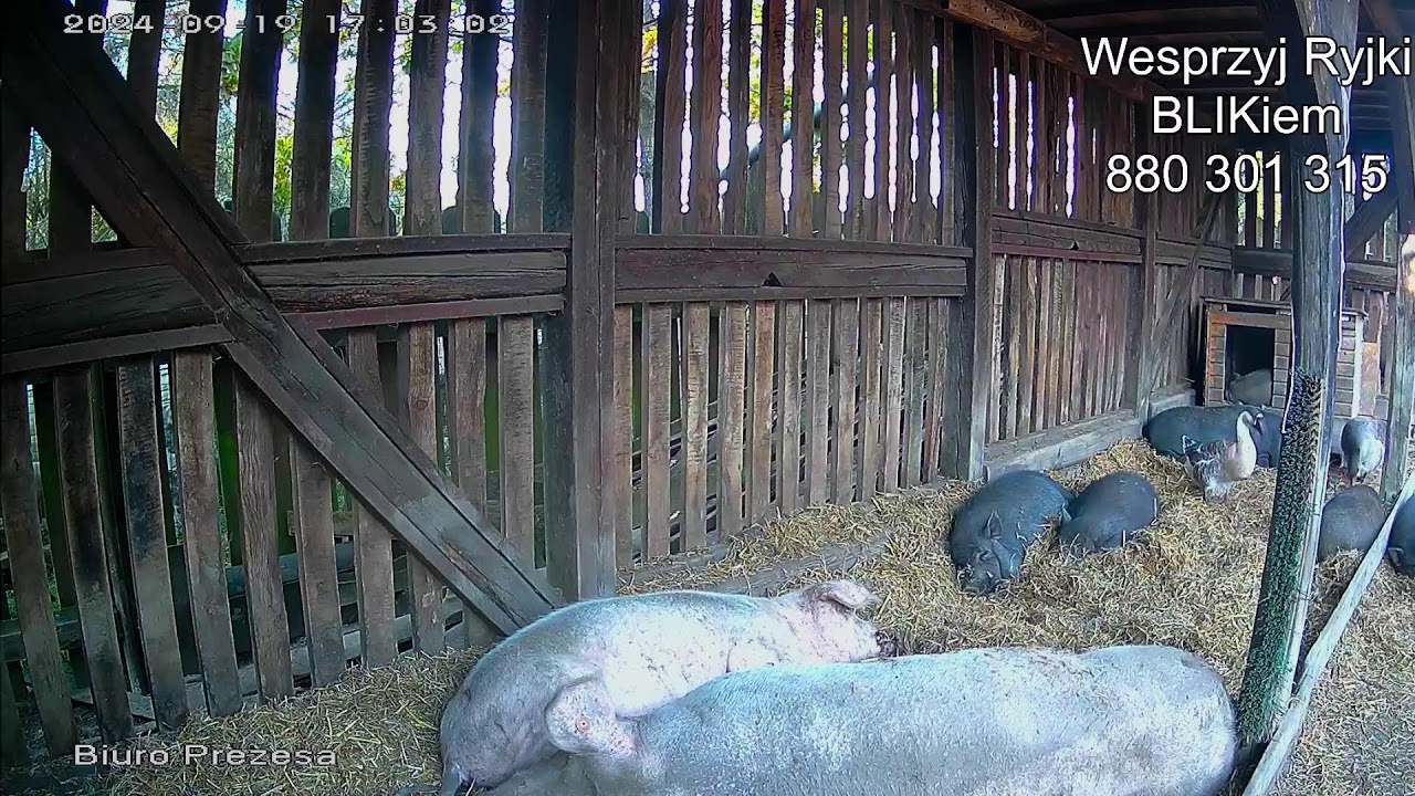 Transmisja z Gieniutkowa