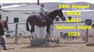 24th Annual MULE SALE Salmon Idaho 2023