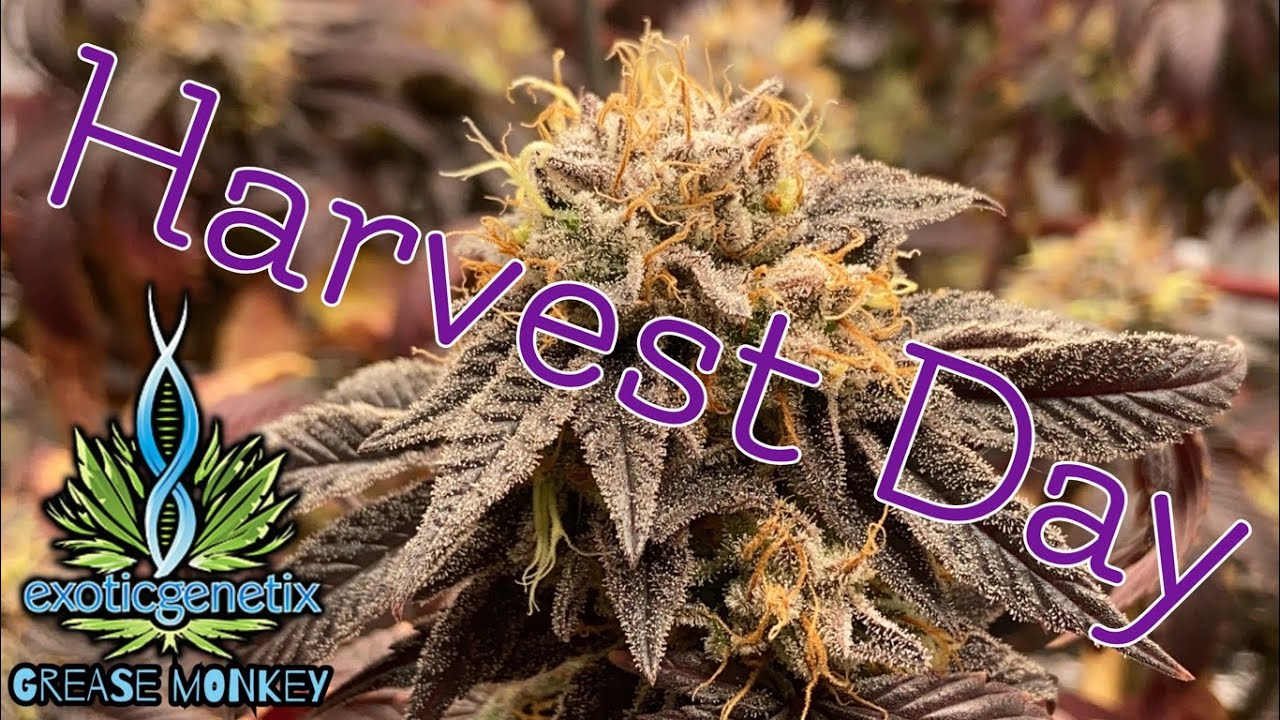 HARVEST DAY Exotic Genetics Grease Monkey 1.0 under Mars Hydro FC3000 with  TNB Naturals products