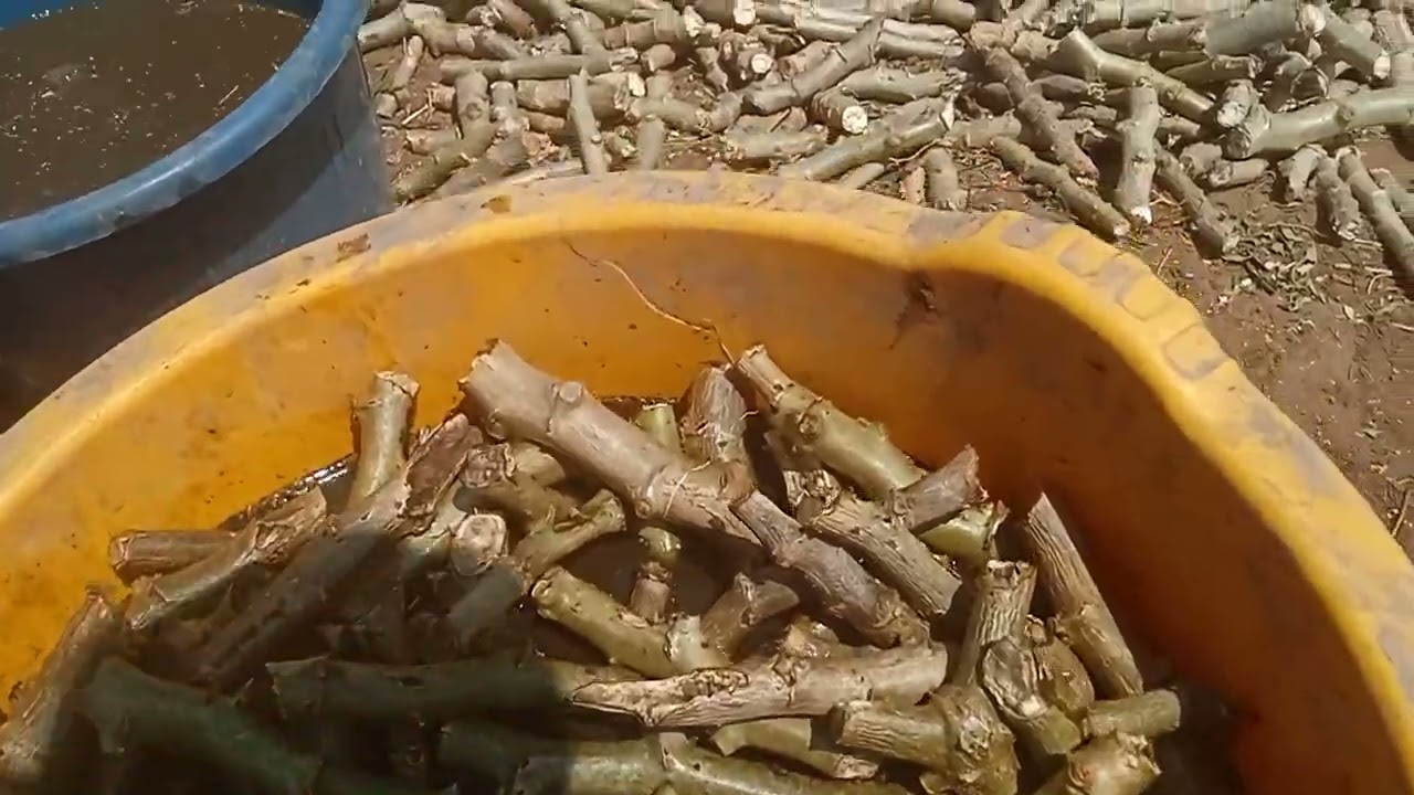 cassava a drought resilient crop: seed multiplication at Charis farms