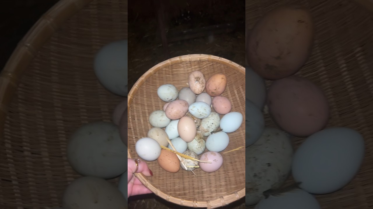 I’m so over muddy season!! New nesting pads should be arriving tomorrow maybe then they will lay in