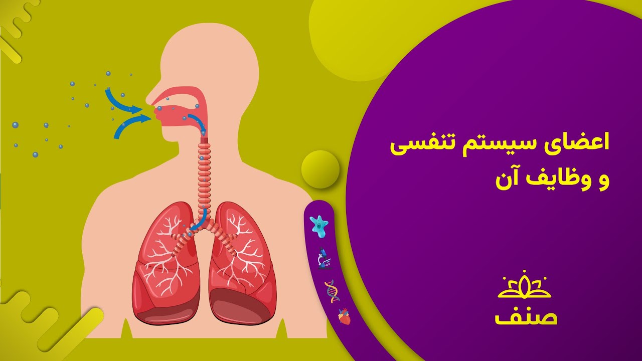 صنف - بیولوژی صنف نهم - درس ۶: اعضاى سيستم تنفسى و وظايف آن ها