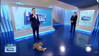 Onça parda invade área de lazer de condomínio e assusta moradores em área urbana