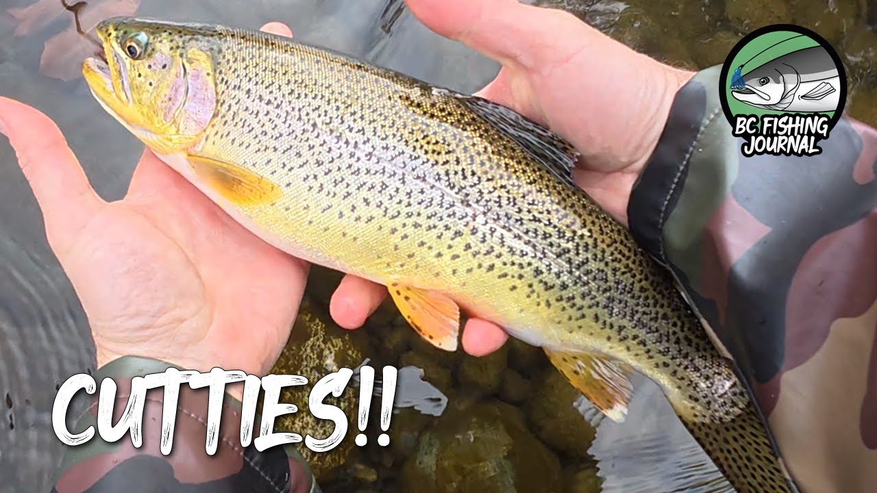 Рыбалка на реке Фолл-Ривер и исследование новых водоёмов – морская форель-головорез