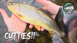 Fall River Fishing and Exploring New Water - Sea-Run Cutthroat Trout