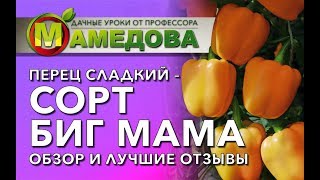 Перец Биг Мама Отзывы Фото