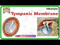 Tympanic Membrane Anatomy - Head and neck , Medvizz Anatomy medical animations : Usmle step 1