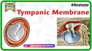 Tympanic Membrane Anatomy - Head and neck Anatomy medical animations / USMLE Step 1