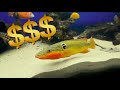 Top 10 RARE Aquarium Fish