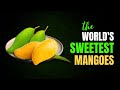 Top 10 Sweetest Mango Types In The World.