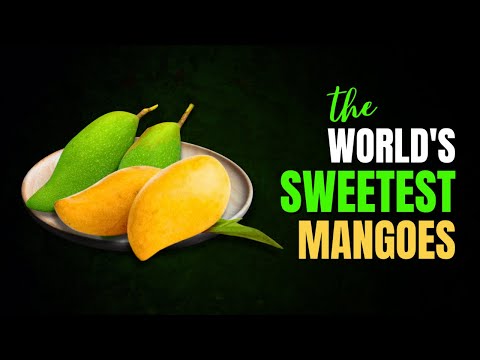 Video: Welke mango's zijn zoet in de VS?