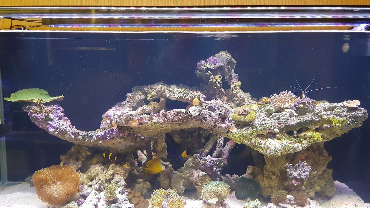 Orbit Marine Pro X2 Dual 48-60