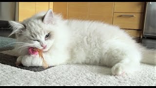 4 Months Old Kitten Is Playing... Then by Juniper Ragdoll 403 views 5 years ago 3 minutes, 12 seconds