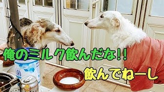 コンビ Youtube