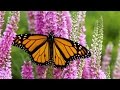 Monarch Butterfly Migration A Mystery Of The Natural World HD Documentary