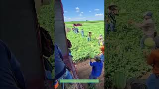 Field to Truck in 90 Seconds: The Human Chain Feeding America's Summer