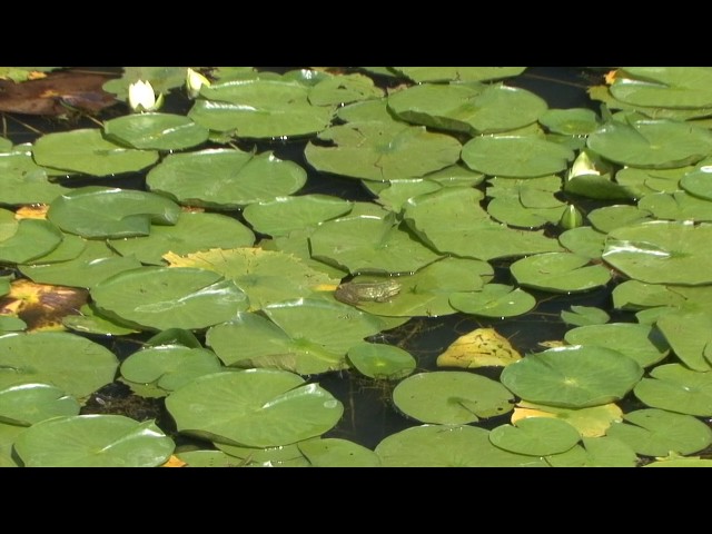 Grenouille rieuse Vallée du Costour Brest