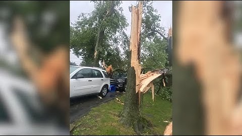 Severe storms bring down trees throughout Delaware Valley region