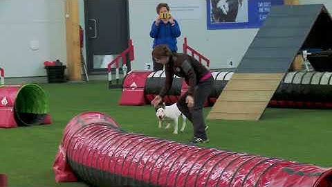 International Agility Training Week - Helping the dog with connection and motion preview