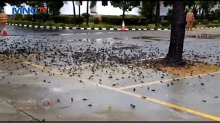 Geger! Ratusan Burung Pipit Mati Misterius Berserakan di Depan Balai Kota Cirebon #LIM 14/09
