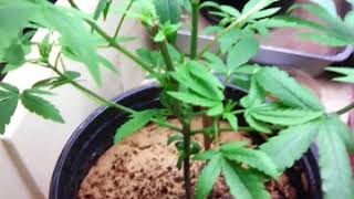 Update of mystery mutation garden