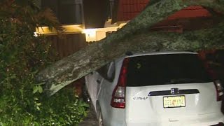 Storms Topple Trees In Plantation