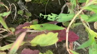 Detailed Iron Oxidizing Bacteria Information