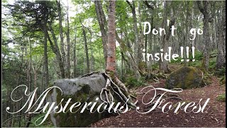Мистический Лес - Не Заходи Сюда !!! MYSTERIOUS FOREST - DON'T GO INSIDE !!!