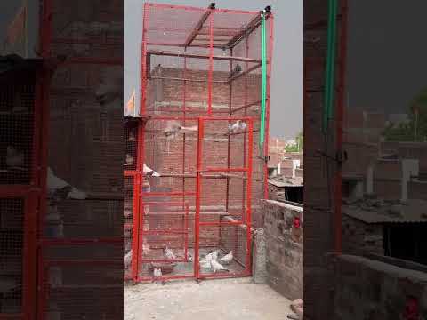 Pegion loft #pigeon #kabootarba #pigeonlaver #kabootarloft05 #kabutar #kabootar #birds #weather #yt