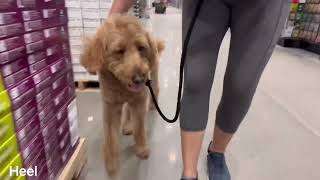 “Charlie” 4yo Goldendoodle | Daytona Beach Dog Trainering | Central Florida Dog Training by Off Leash K9 Training Central Florida 36 views 2 months ago 11 minutes, 34 seconds
