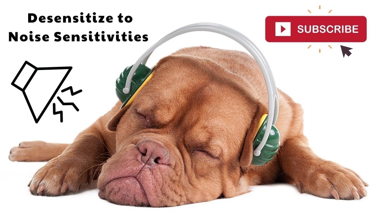 Teach a Dog Not to Worry or Bark at Noises Not Barking at the