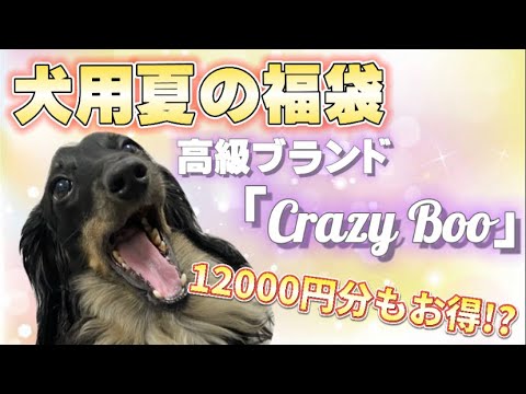 犬用夏の福袋 Crazy Boo夏福袋お得すぎて買わなきゃ損 Youtube