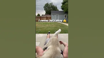 Dog Does Push Ups Dog Puppy Malamute 