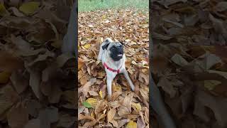 Play With Me Igor The Pug