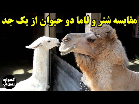 تصویری: لاماها چه زمانی تف می کنند؟