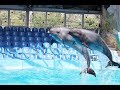 Дельфинарий НЕМО Киев 2017  Dolphinarium NEMO 2017 Kiev